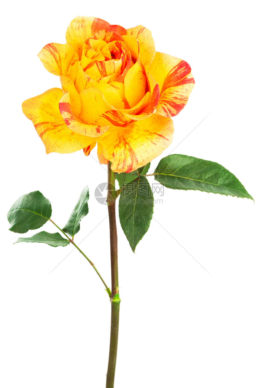 白色背景的新鲜橙玫瑰图片
