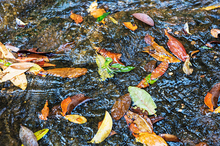河流中的树叶图片
