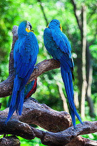 两只美丽的鹦鹉在一棵树上高清图片