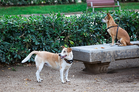 两只狗在一个城市公园里高清图片