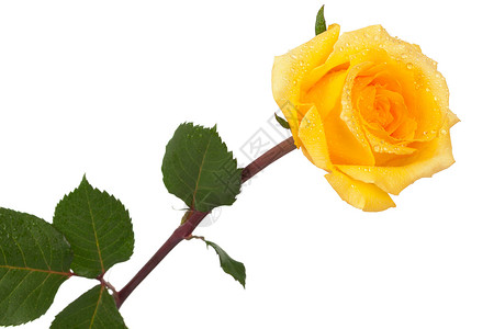 黄色玫瑰白背景上有滴图片