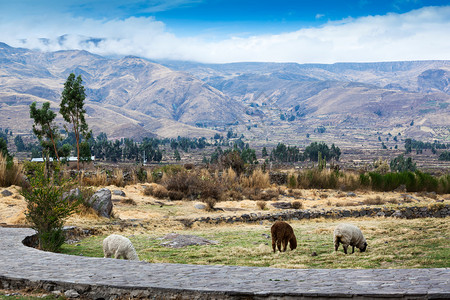 山中牧草的羊群图片