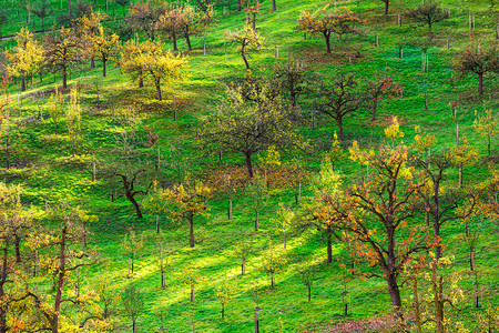 太阳下的苹果园秋天季节高清图片素材
