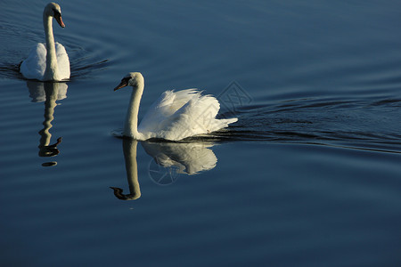 一只天鹅夫妇和他们自己的反光游在静的水上背景图片