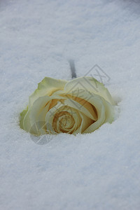 清雪中的象牙白玫瑰背景图片