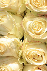 象牙白玫瑰在新娘花束中背景图片