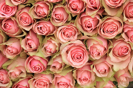 一大群粉红玫瑰装在婚礼饰品里背景图片