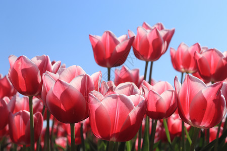 一片粉红色的郁金香一片清蓝的天空花束高清图片素材
