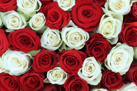 新娘花安排红和白玫瑰图片