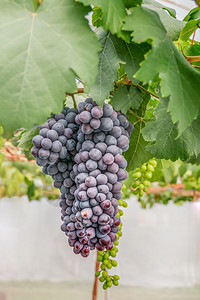 在葡萄园收获之前先有成熟的葡萄团再有图片