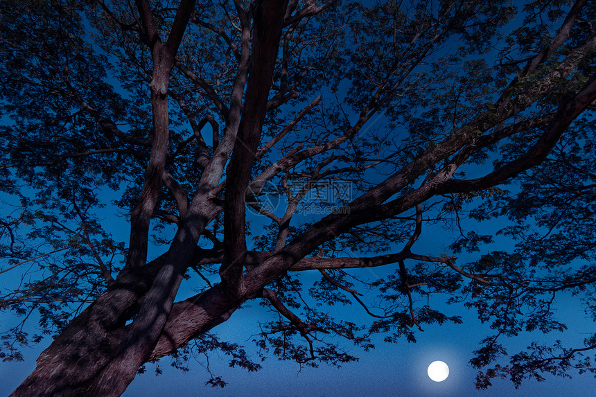 树下夜晚天空和月亮在背景上图片
