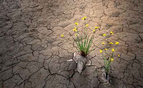 在干碎的土壤上种植黄花在沙漠干旱概念中种植物背景图片