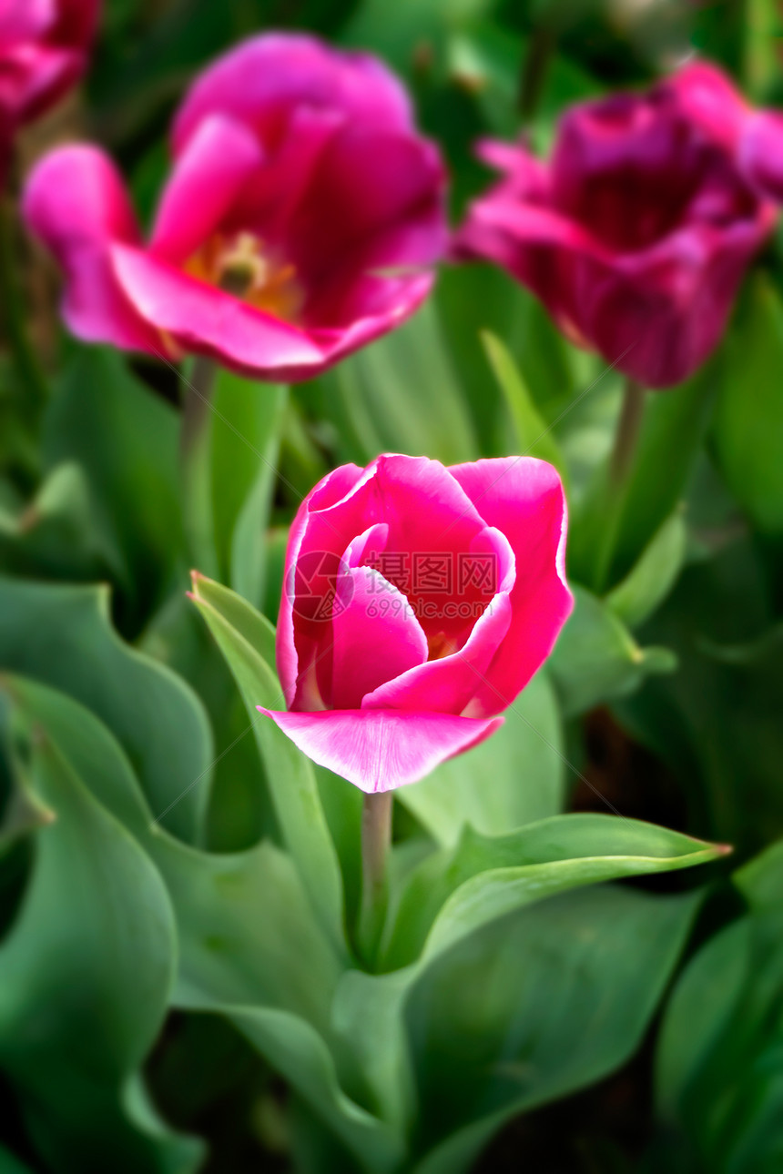 美丽的粉红色郁金香花朵在园里种植绿色的叶子粉红郁金香花朵图片
