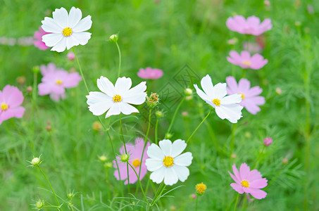 草从和花朵粉红和的宇宙花朵开在绿地时髦的调粉红宇宙花背景