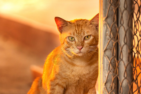 黄色眼睛的金洁猫肖像图片