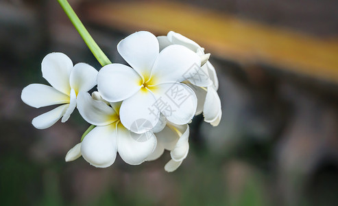 一种在自然界盛开的白色鸡蛋花白鸡蛋花图片