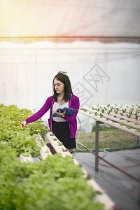 亚洲妇女检查报告农业健康食品概念中的有机水栽培新鲜蔬菜产品图片