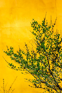 黄墙上的树枝分支背景图片