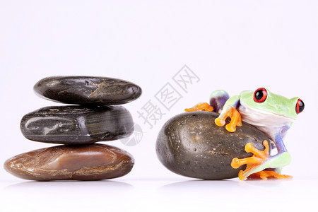 岩石上的青蛙图片
