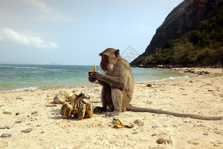 华欣海滩猴子在猴子岛的海滩在海豚湾前的考三瑞耀公园南部的华欣镇在泰国泰国华欣2019年11月亚洲泰国华欣海豚湾猴岛背景