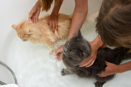 两只玩耍中猫孩子们把两只猫放在浴室里尽量让他们挤奶洗澡设计图片
