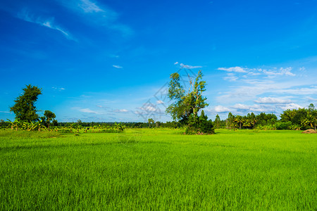 农村蓝天的稻田图片