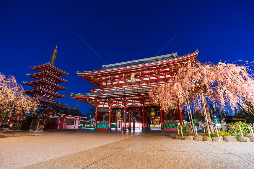 日本东京2019年3月7日本东京Sensoji寺的春樱花图片
