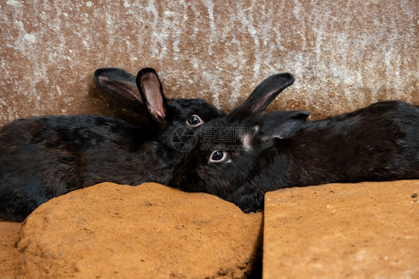 两只黑兔子或在地上休息图片