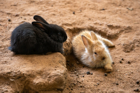 两只兔子在地上休息图片