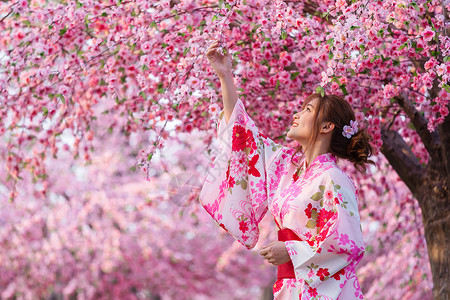 韩国和服穿着和服的女人看着花园里盛开的樱花或樱花背景