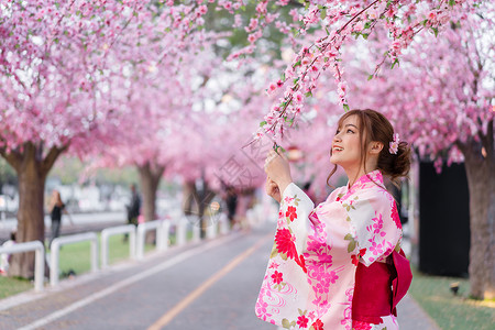 韩国和服穿着和服的女人看着花园里盛开的樱花或樱花背景