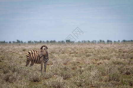斑马回望着纳米比亚的伊托沙公园图片