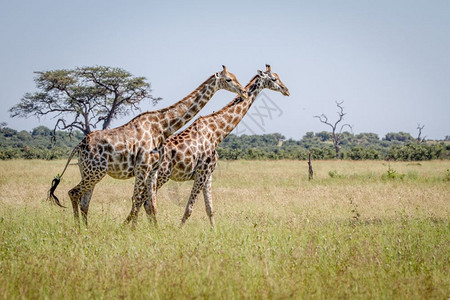 在博茨瓦纳乔贝公园的草地上行走两条长颈鹿图片