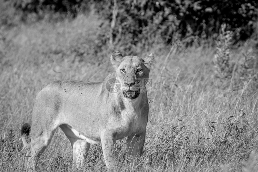 在博茨瓦纳乔贝公园的黑白草原上站立的女狮子图片