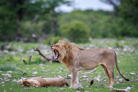 马里狮子在南比亚的Etosha公园做法兰曼红酒高清图片