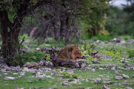 雄狮躺在伊托沙公园的一棵树下图片