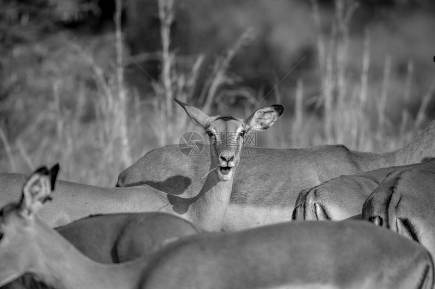 在南非皮拉内斯堡公园女Impala在群落中凝视着黑白相机图片
