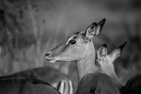 南非皮拉内斯贝格公园黑白牧群中女斑马的侧面简介图片
