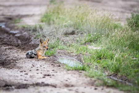 黑头狼在博茨瓦纳中部卡拉哈里的路上埋伏图片