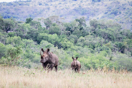 怀特犀牛母亲着婴儿在南非克鲁格公园图片