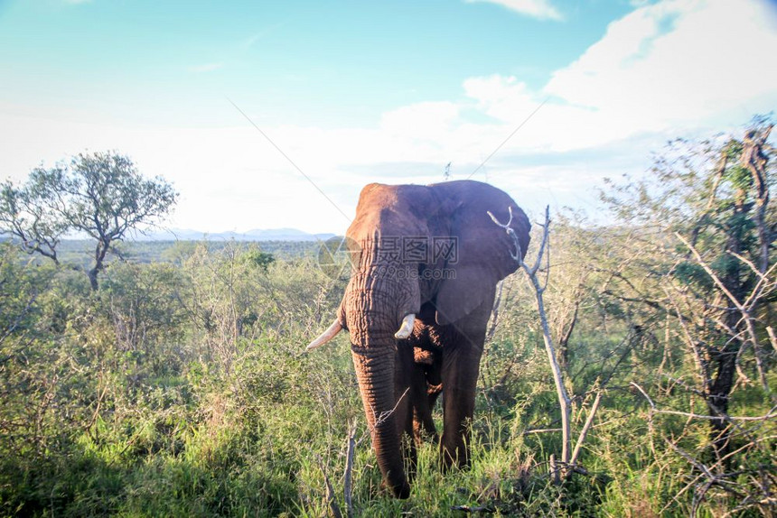 大象以南非克鲁格公园的摄像头为主图片