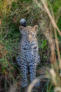 豹子和人南非克鲁格公园的草地之间有年轻的豹子背景