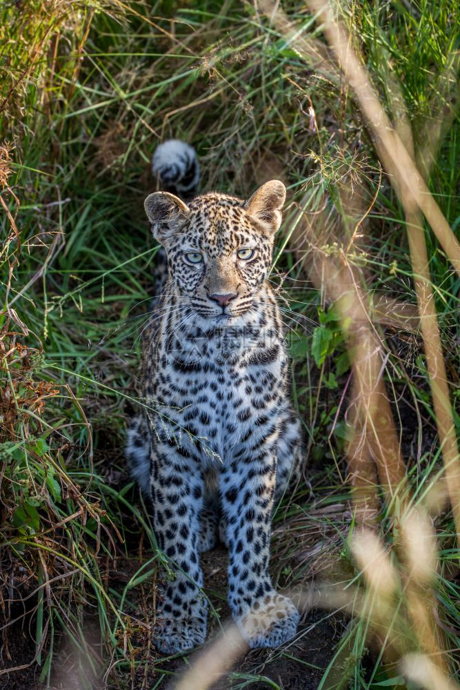 南非克鲁格公园的草地之间有年轻的豹子图片