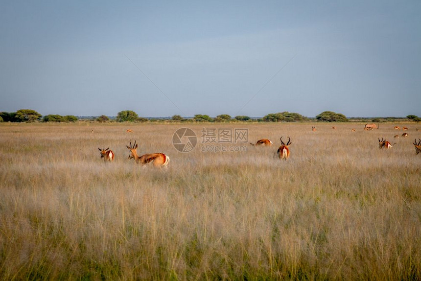 Springbok的牧群位于博茨瓦纳中部卡拉哈里的草原上图片