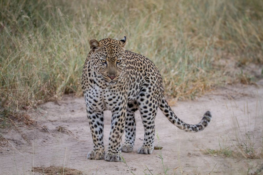豹子站在南非克鲁格公园的路上图片