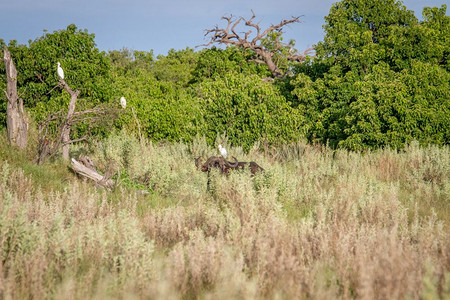 在博茨瓦纳奥卡万戈三角洲水牛在高草地上头顶有个牛埃雷特图片