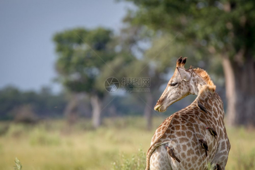 Giraffe从博茨瓦纳奥卡万戈三角洲的后面拍照图片