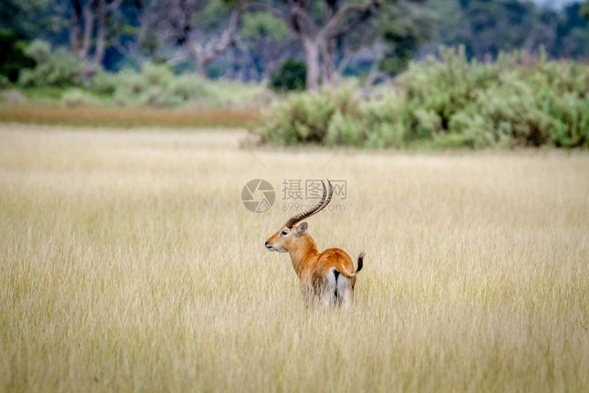 在博茨瓦纳奥卡万戈三角洲的长草中独自站着图片