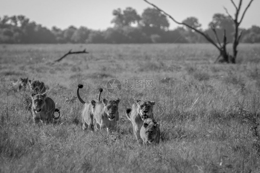 在博茨瓦纳乔贝公园狮子的骄傲在草地上走来去不分黑白图片