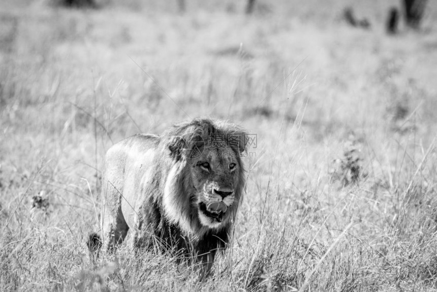 大雄狮在博茨瓦纳乔贝公园的黑白草原上行走图片